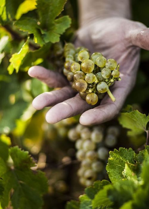 Bodega-menade-uva-verdeja-r38x5ls6bdzhye2lh8336vf6ods9gnx3e1wf29kjfc.jpg